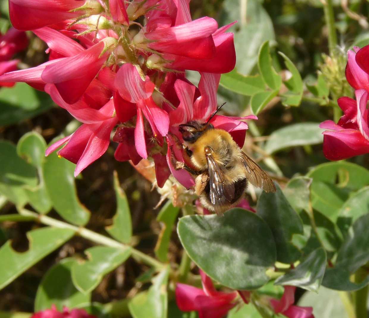 Habropoda tarsata (Apidae Anthophorinae)